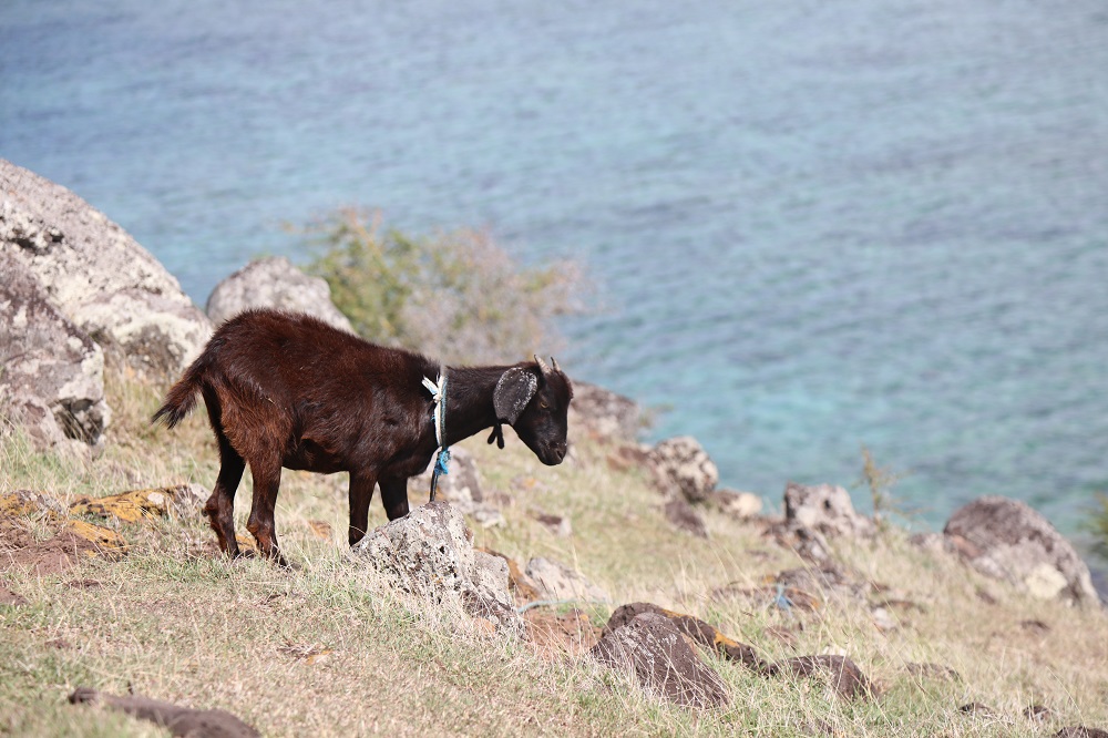 Article : Petite visite à l’Ile Rodrigues, princesse de l’océan Indien