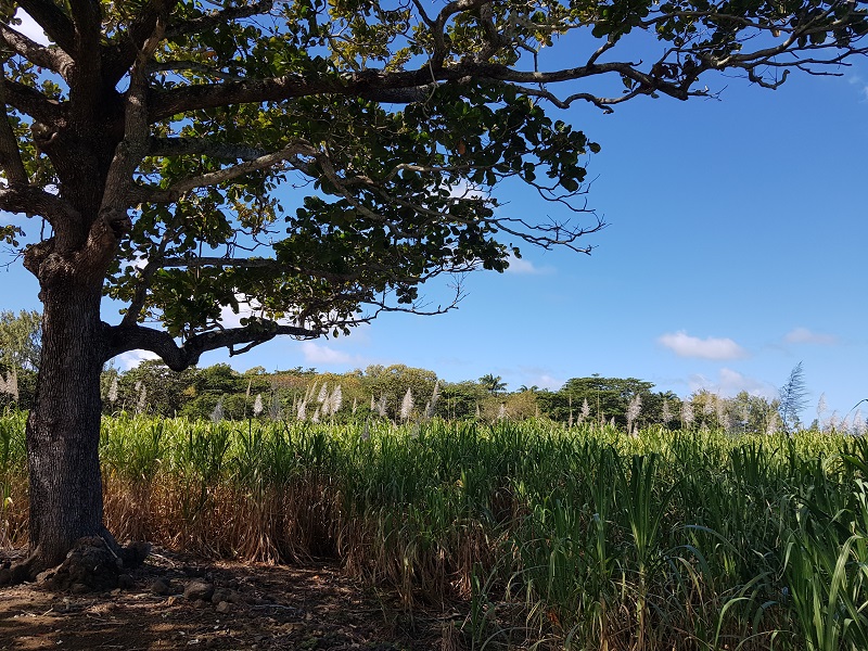 Article : Île Maurice : quand le sucre se met à table