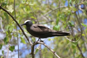 Article : Rodrigues : l’île aux Cocos, l’île aux oiseaux