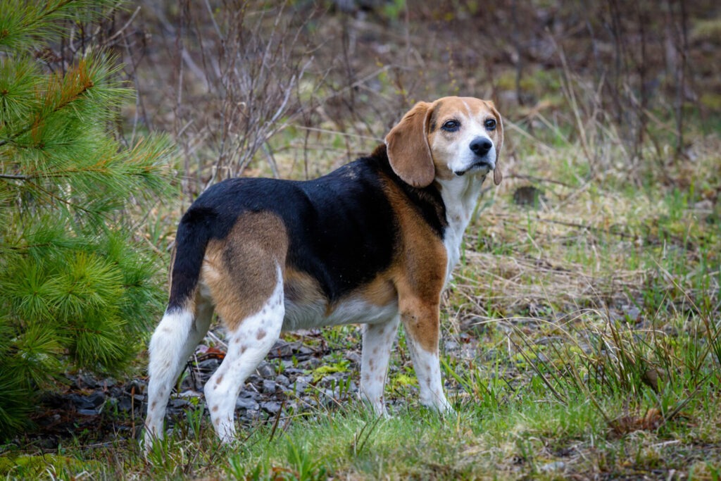Le beagle figure parmi les canins ayant le sens de l’odorat le plus développé. Photo: Negative Space.