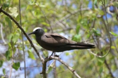 Article : Rodrigues : l’île aux Cocos, l’île aux oiseaux